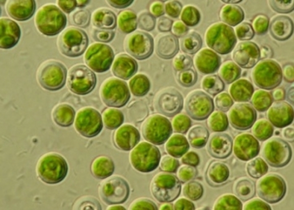 Зелено микро водорасло ( Chlorella Vulgaris )