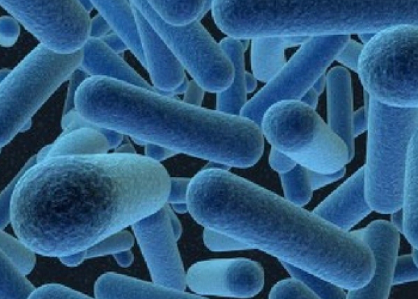Lactobacillus Bulgaricus